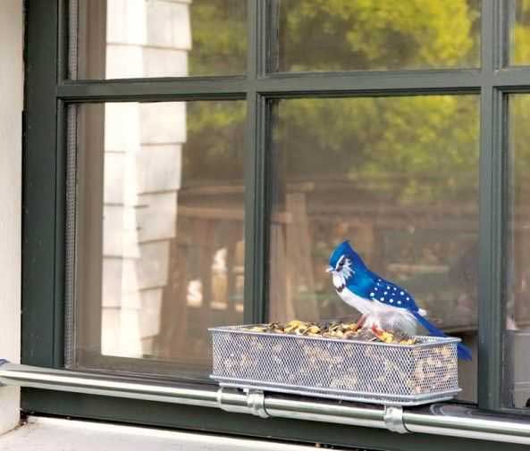 bird by a window