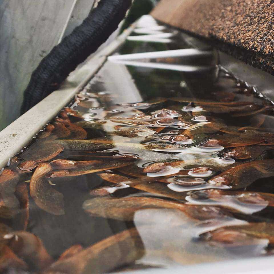 Gutter Cleaning Before